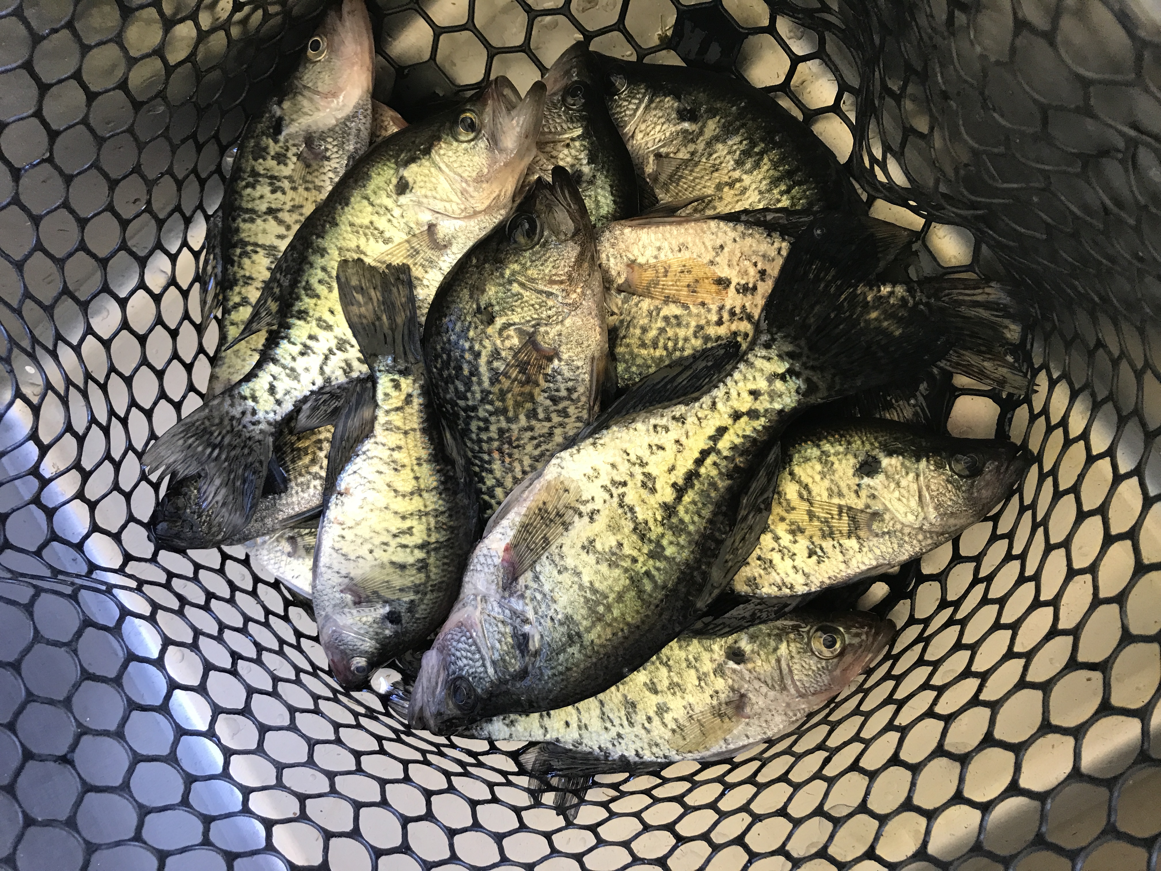Net full of Crappie