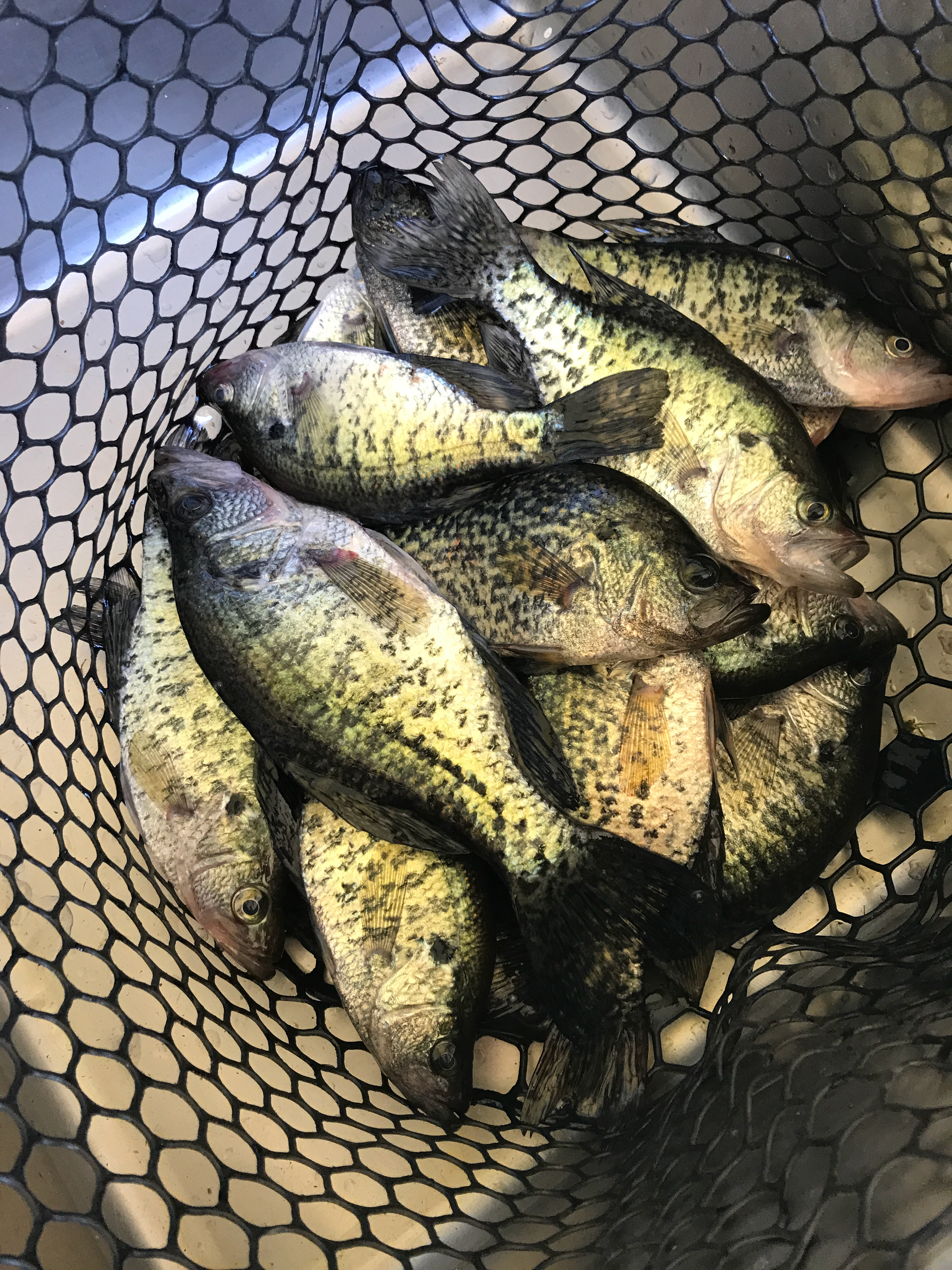 A net full of Crappie