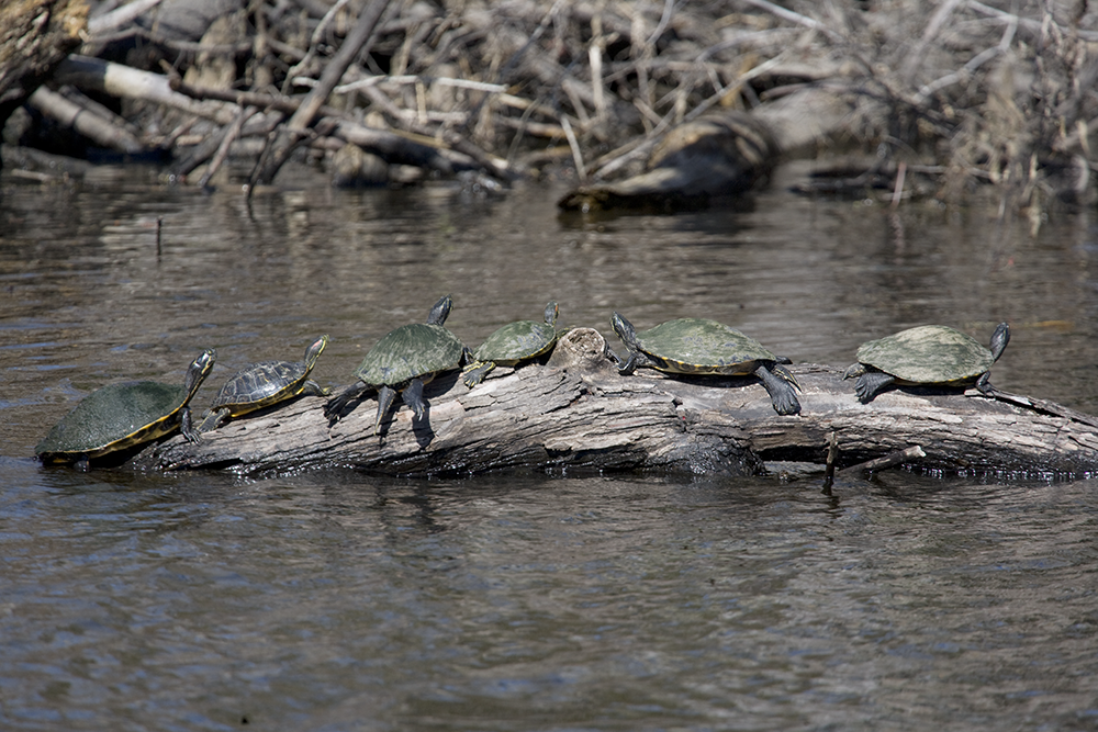 wild turtles on a log in the bayou