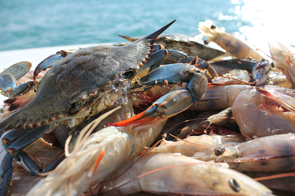 fresh crab and shrimp on a boat deck