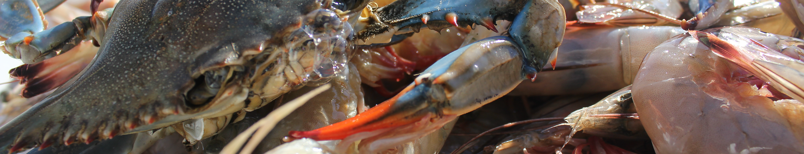 close up image of blue crabs