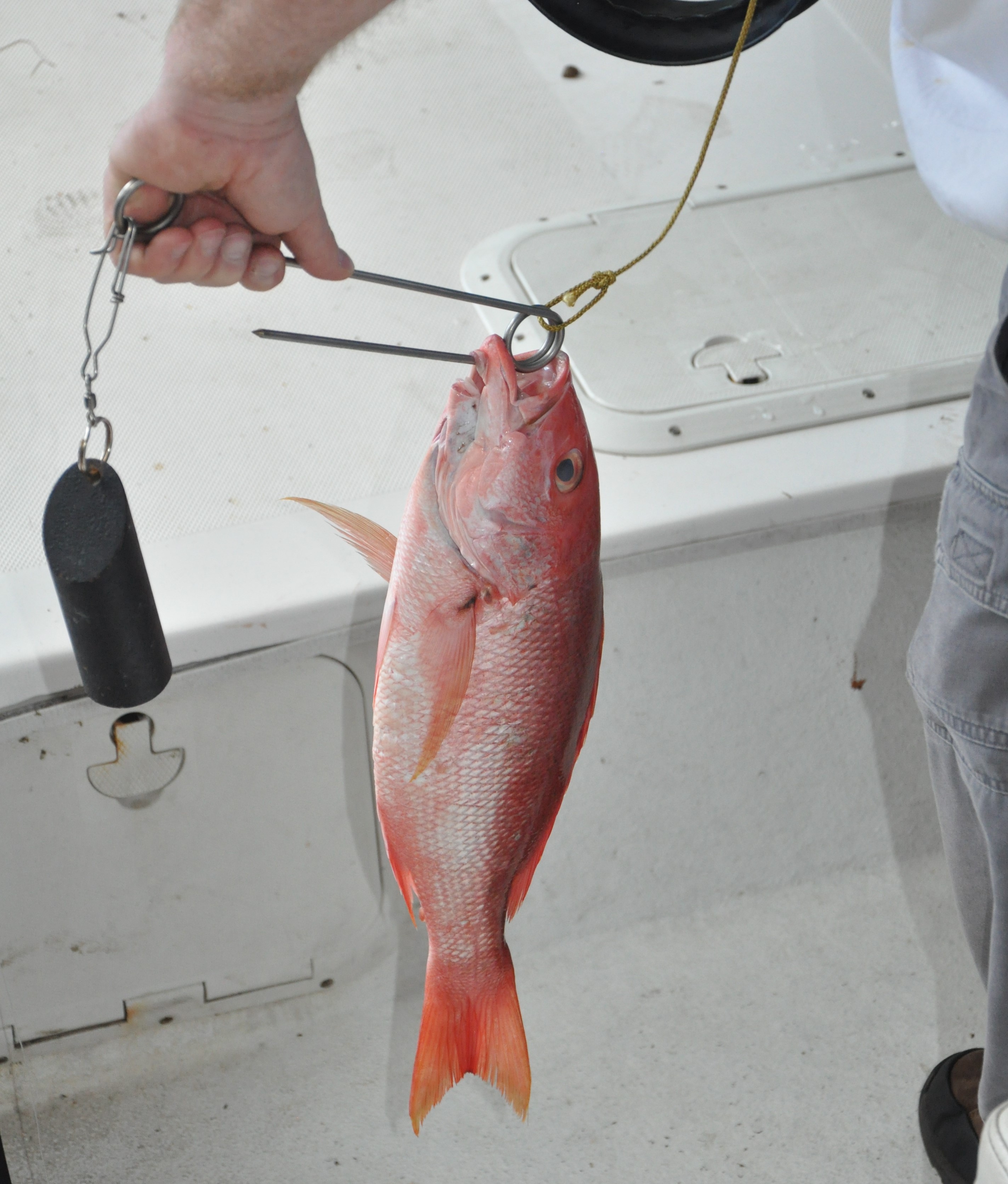 Inverted hook. Photo courtesy of Florida Fish and Wildlife Conservation Commission.
