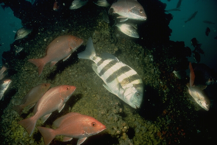 red snapper and sheepshead on a reef