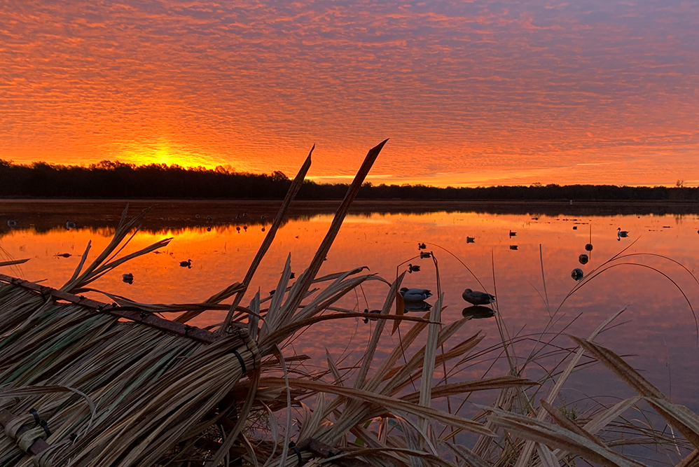Duck decoys in a pond at sunrise