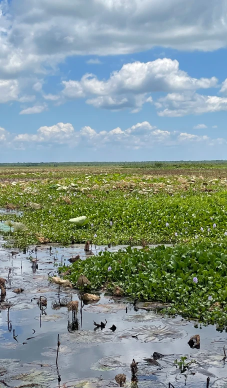 Aquatic Vegetation Assistance