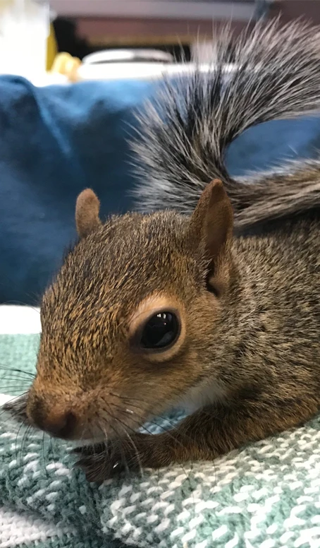 Injured or Orphaned Wildlife