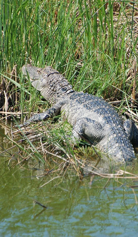 Nuisance Wildlife Control and Removal