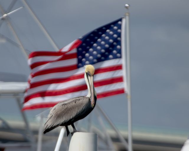 Pelican and American Flag
