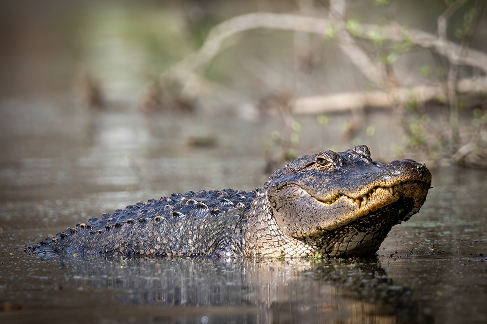 Alligator coming out of the water