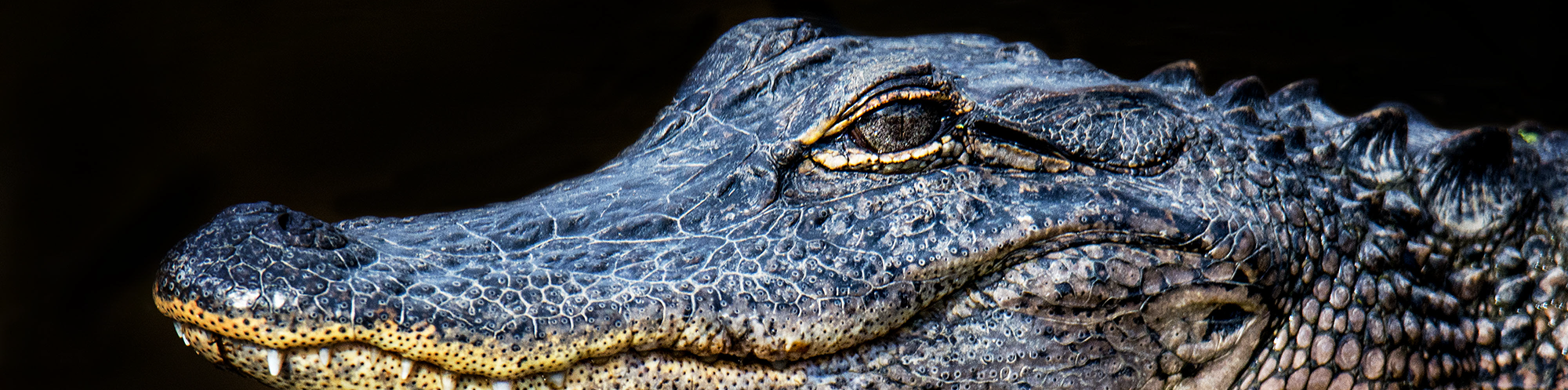 Gator Head by Clay Coleman