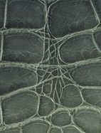 close-up image of alligator umbilical scar