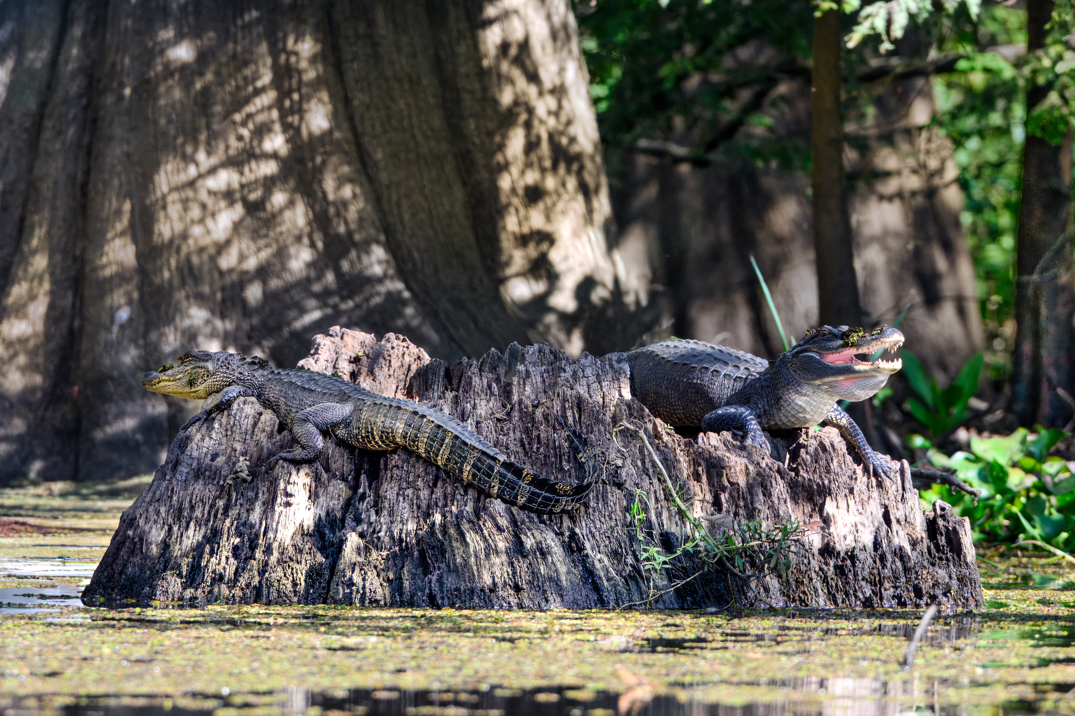 Lynn Jones photo - gators on a stump