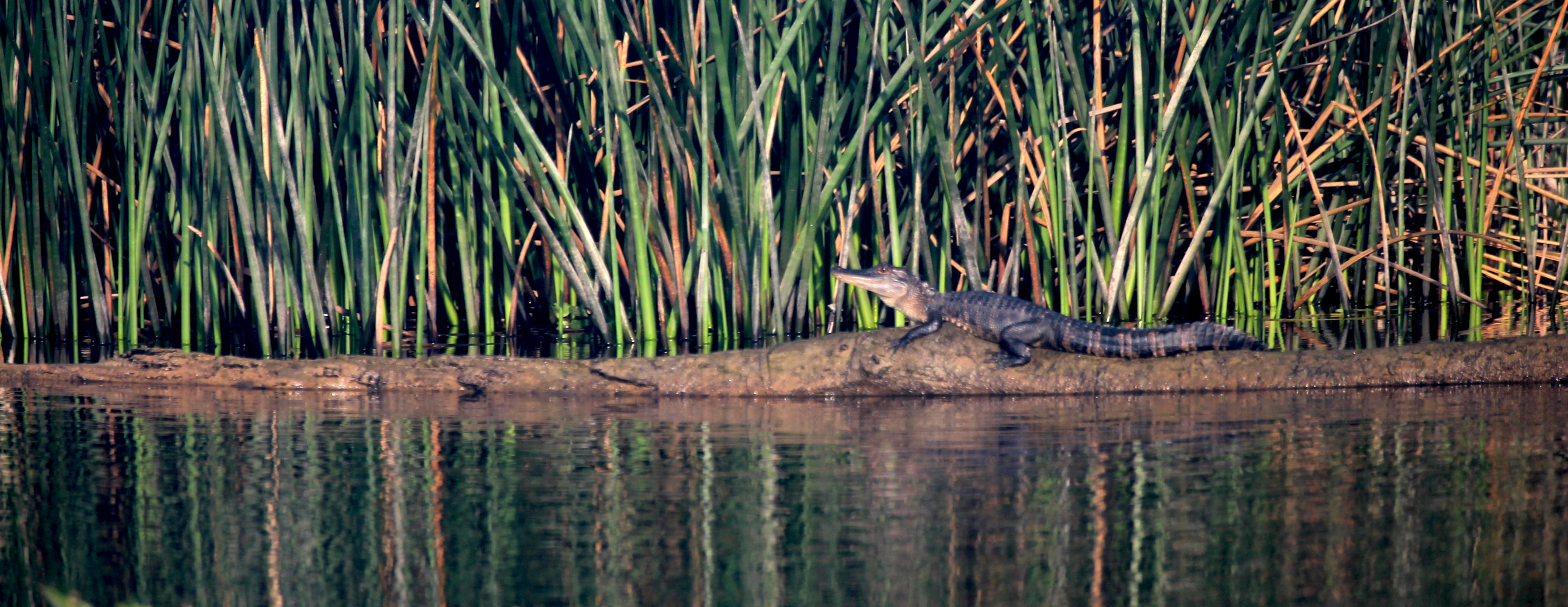 Alligator on the bank