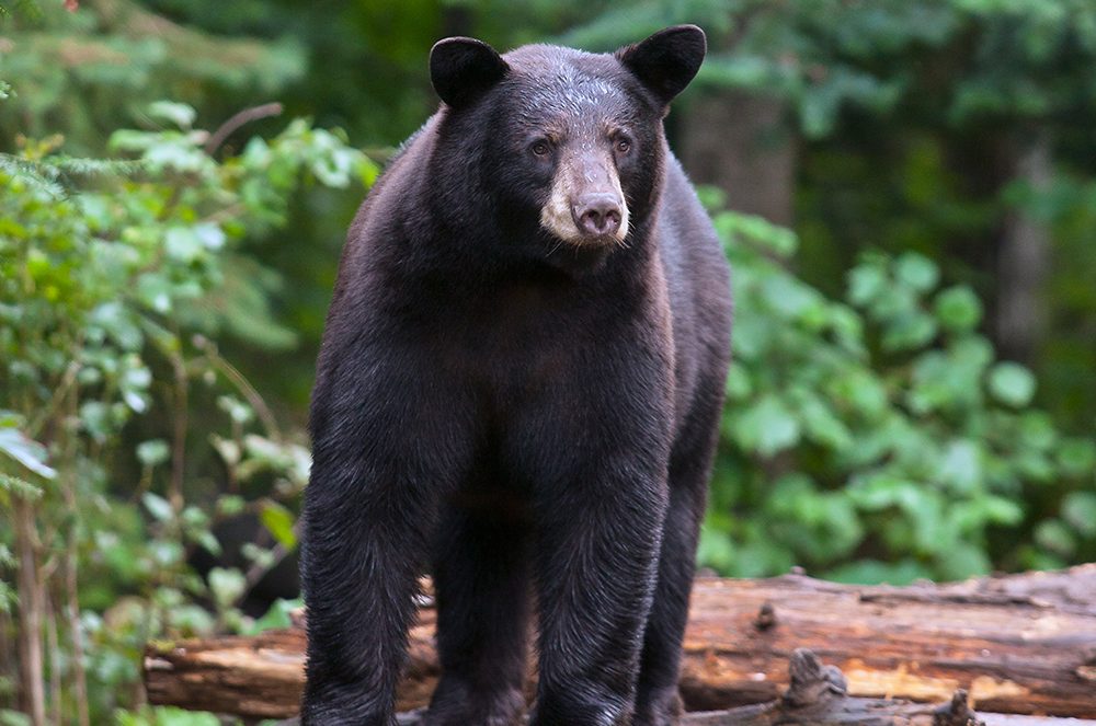 black bear walking in the woods