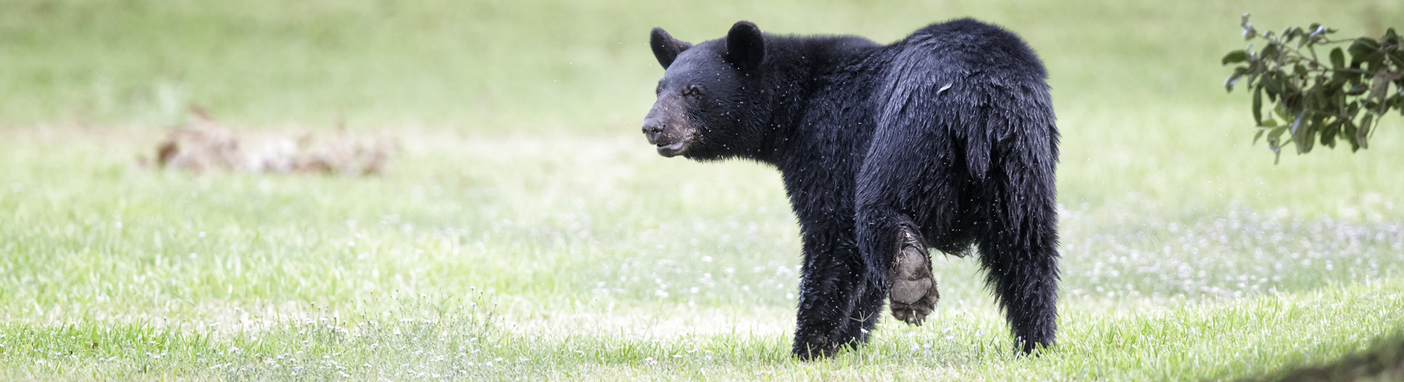 Louisiana black bear walking in field