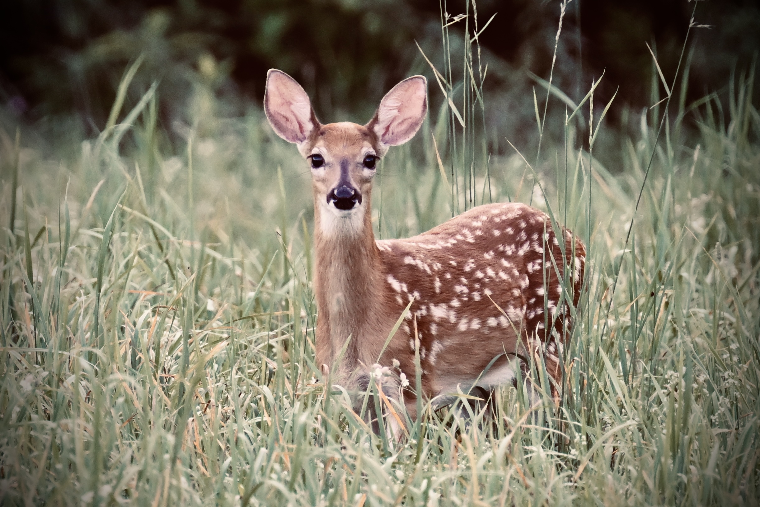 Picture of deer fawn