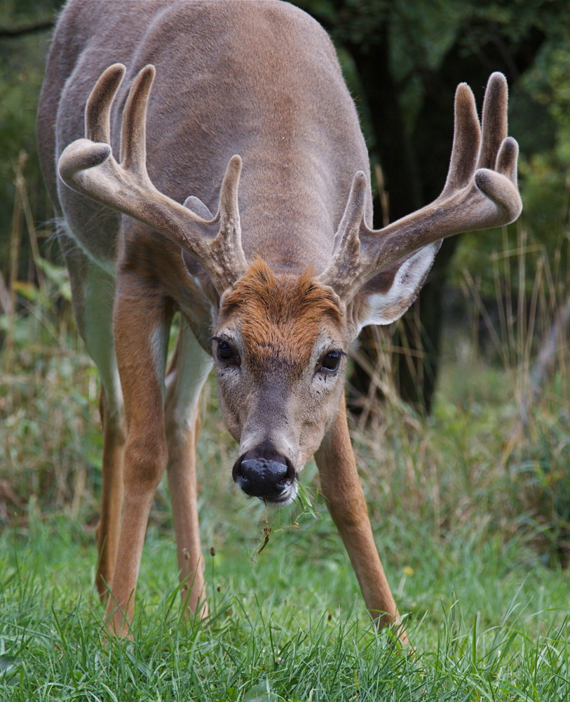 Deer photo