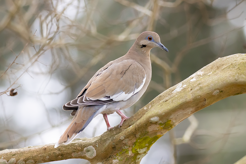 dove on a tree limb