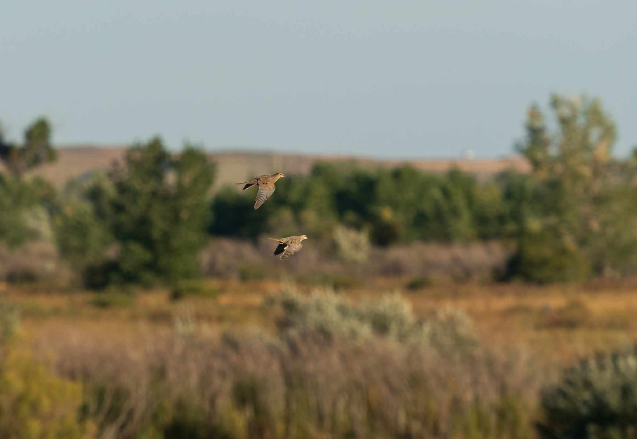 dove in flight