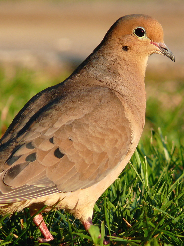Mourning dove picture