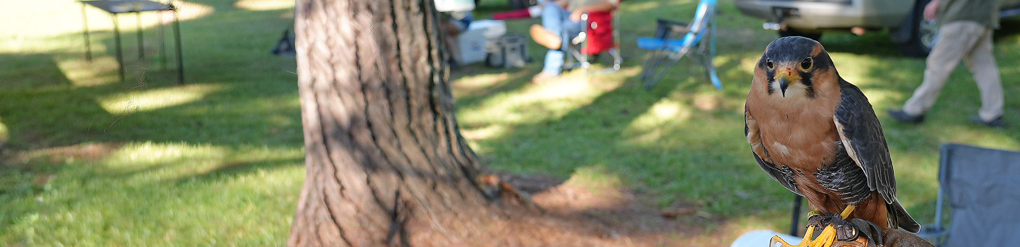 Falcon on his handlers glove