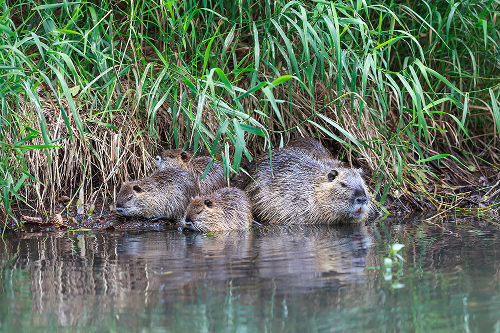 nutrias on the waters edge