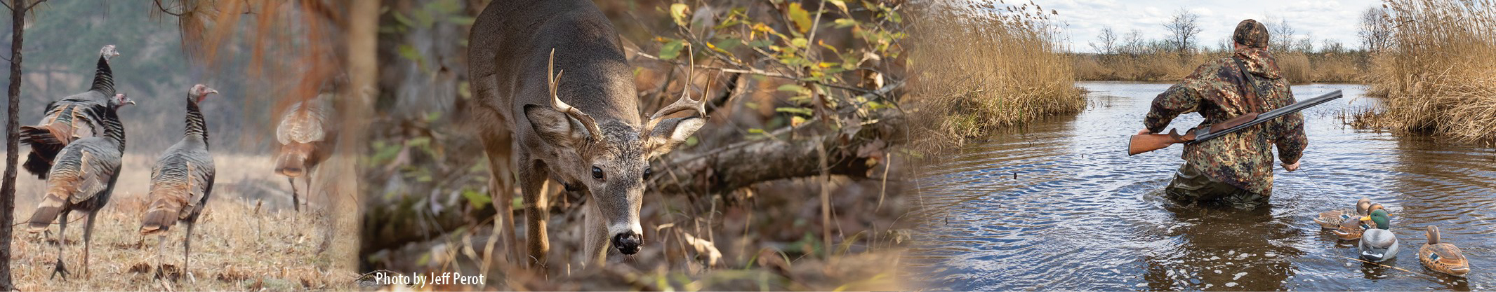 Large White tailed deer in field credit Tyler Hebert