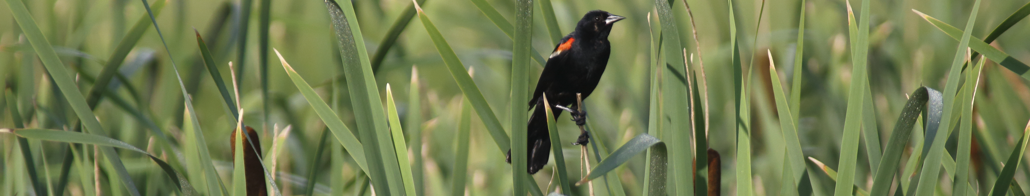 red wing black bird image