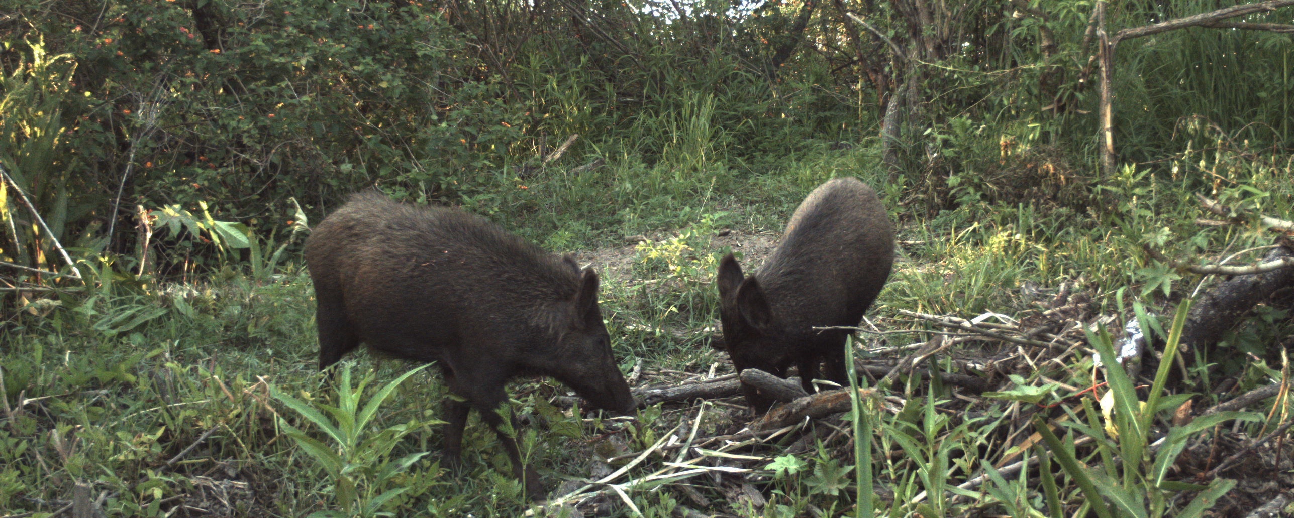 feral hogs feeding in the woods