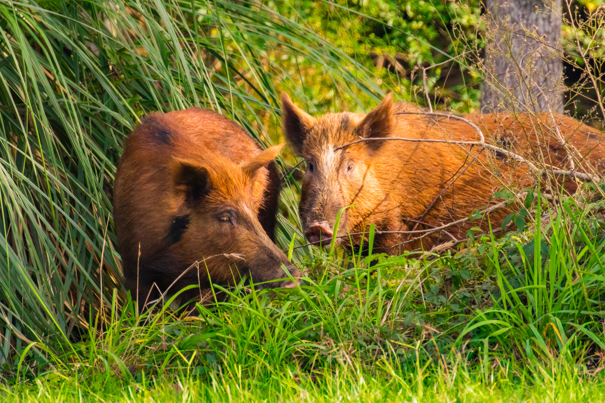 Image of hogs in woods