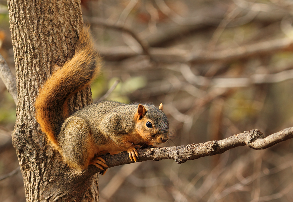 Squirrel on a tree branch