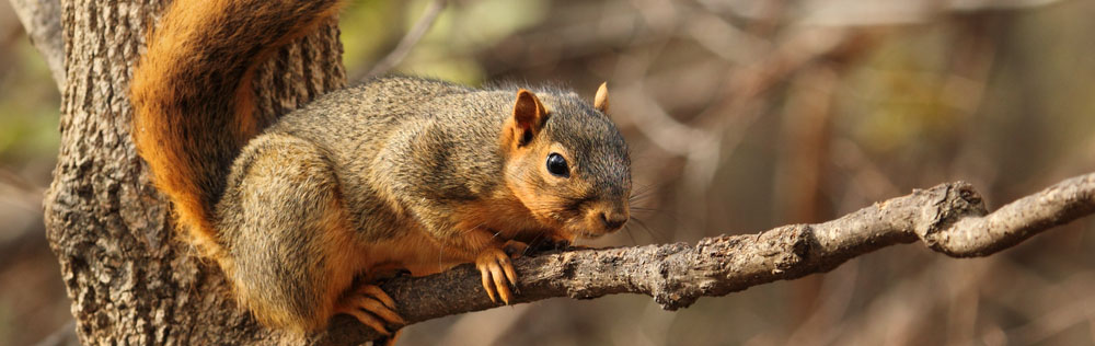 squirrel on a branch
