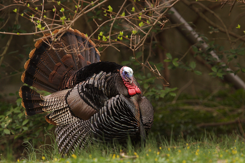 wild turkey tom in field edge
