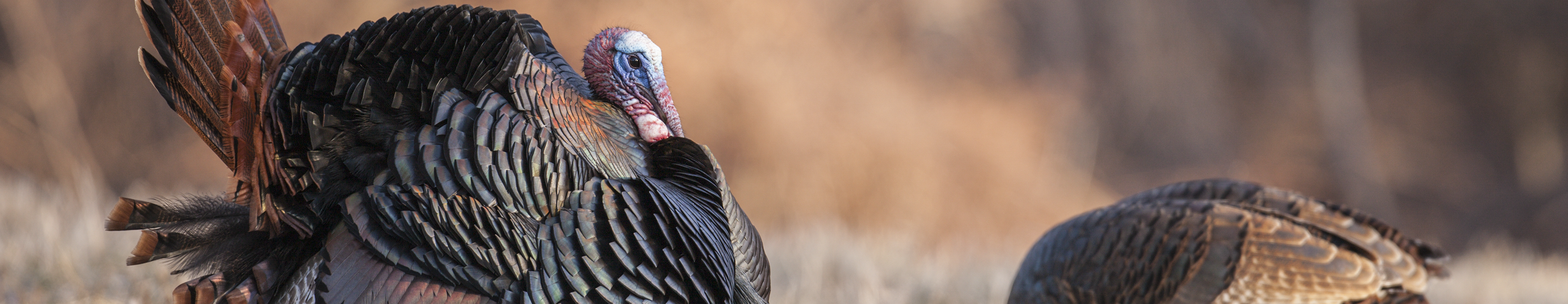 turkeys feeding in a field