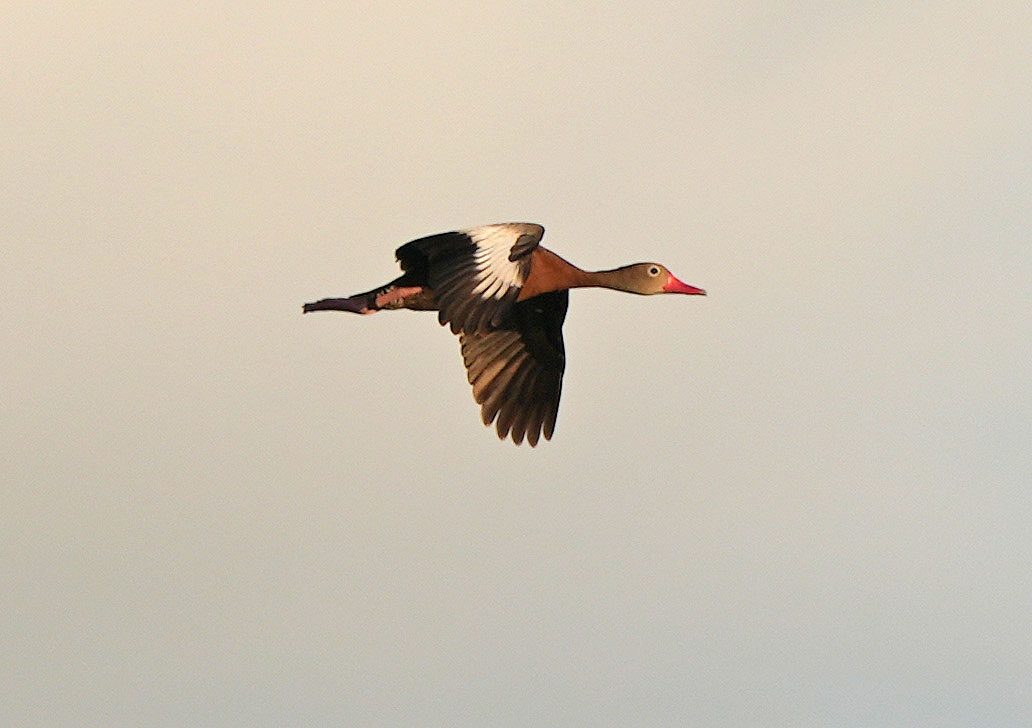 Black Bellied Whistling Duck in flight