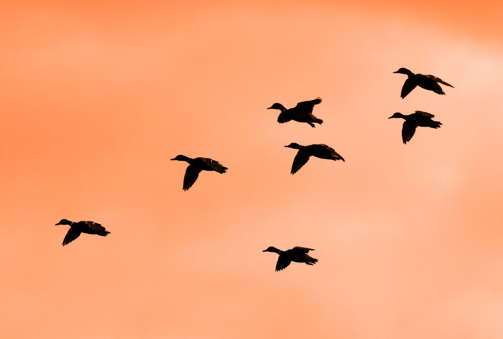 Ducks flying at sunrise
