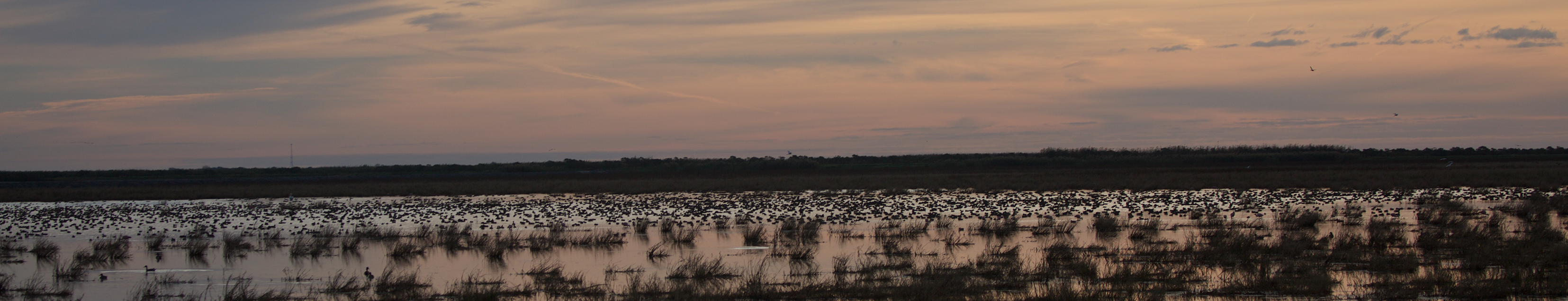 Ducks on a pond