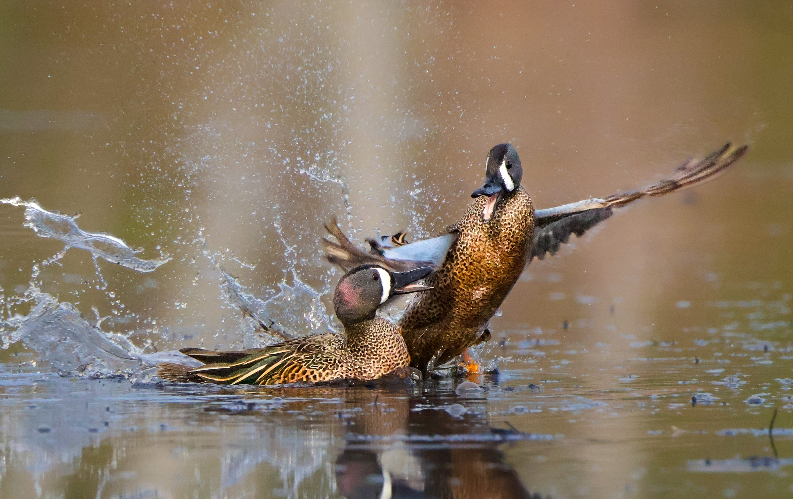 teal fighting on the water