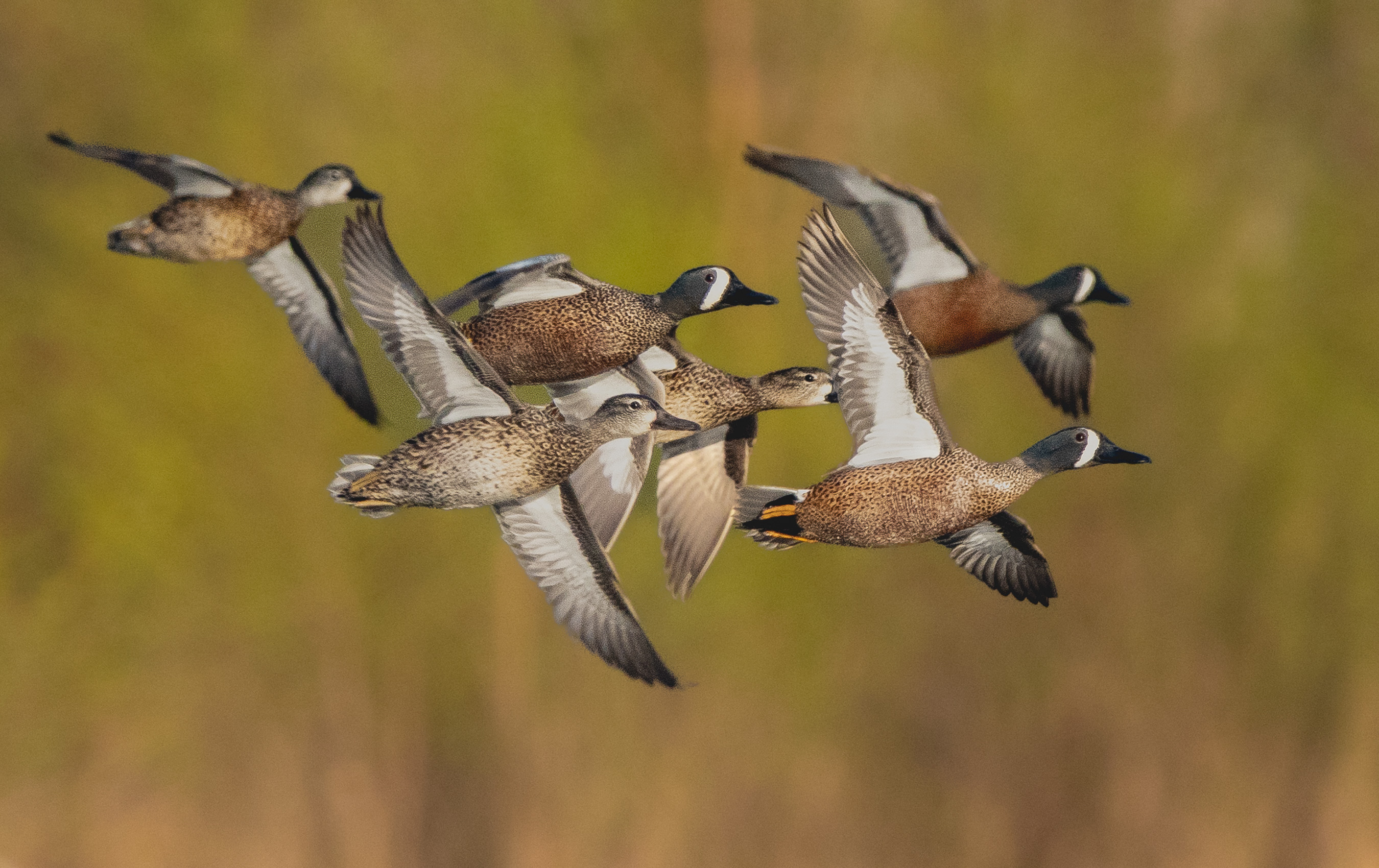 Ducks in flight