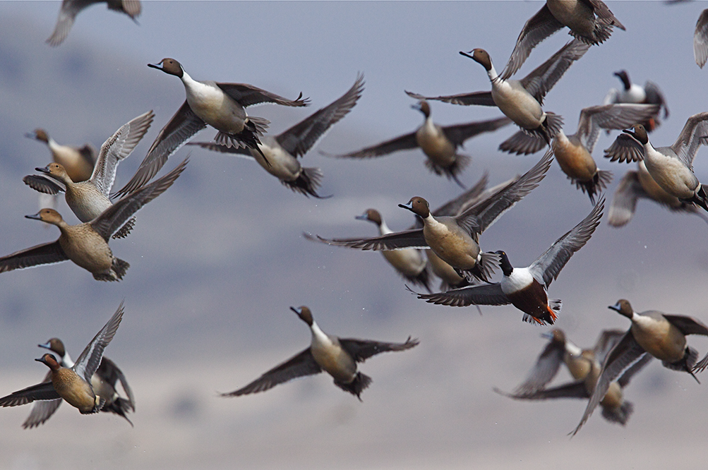 Pintail and shovelers in flight