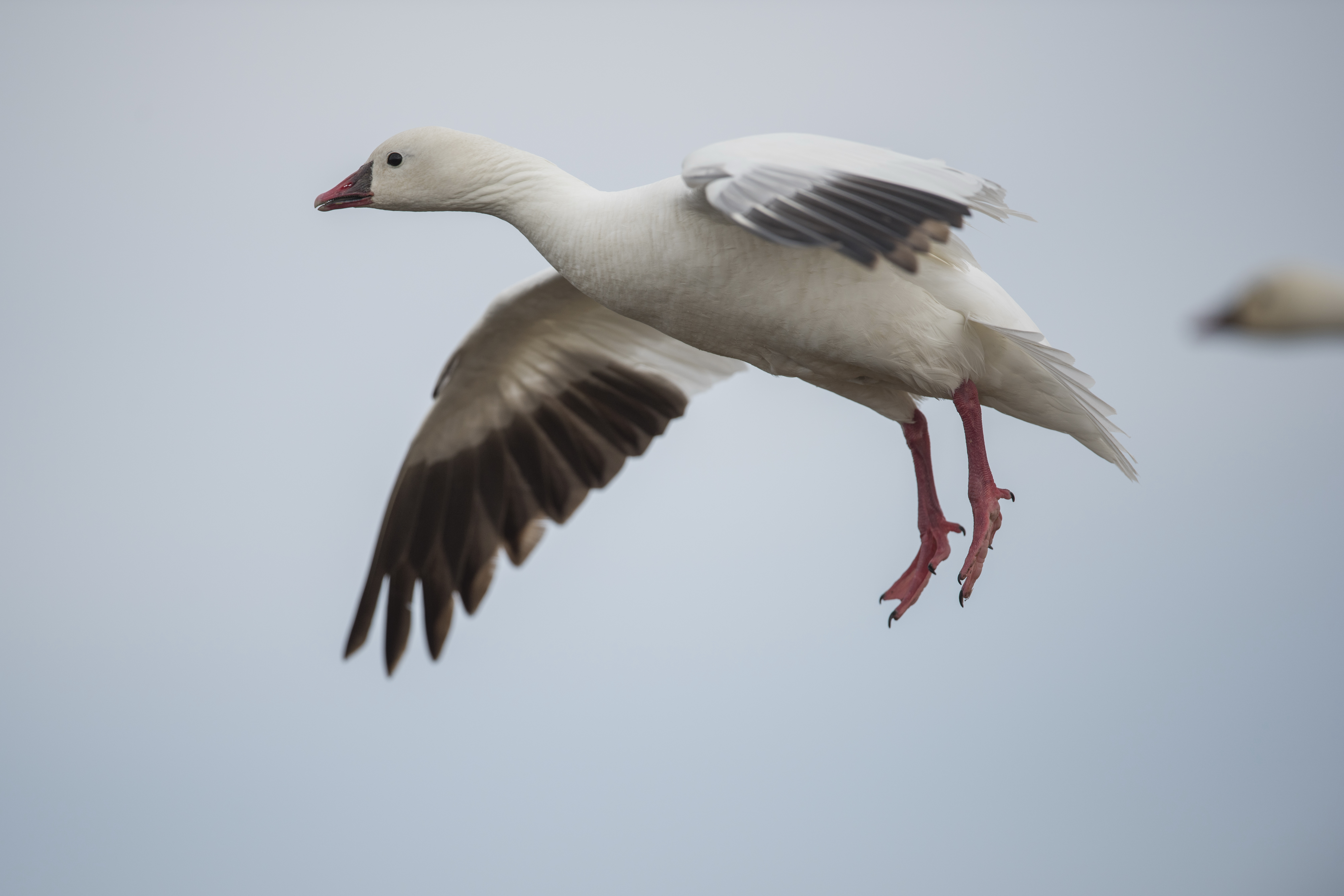 The Ross's geese, the featured species for the 2026 Louisiana Duck Stamp contest. Photo by Ryan Askren.