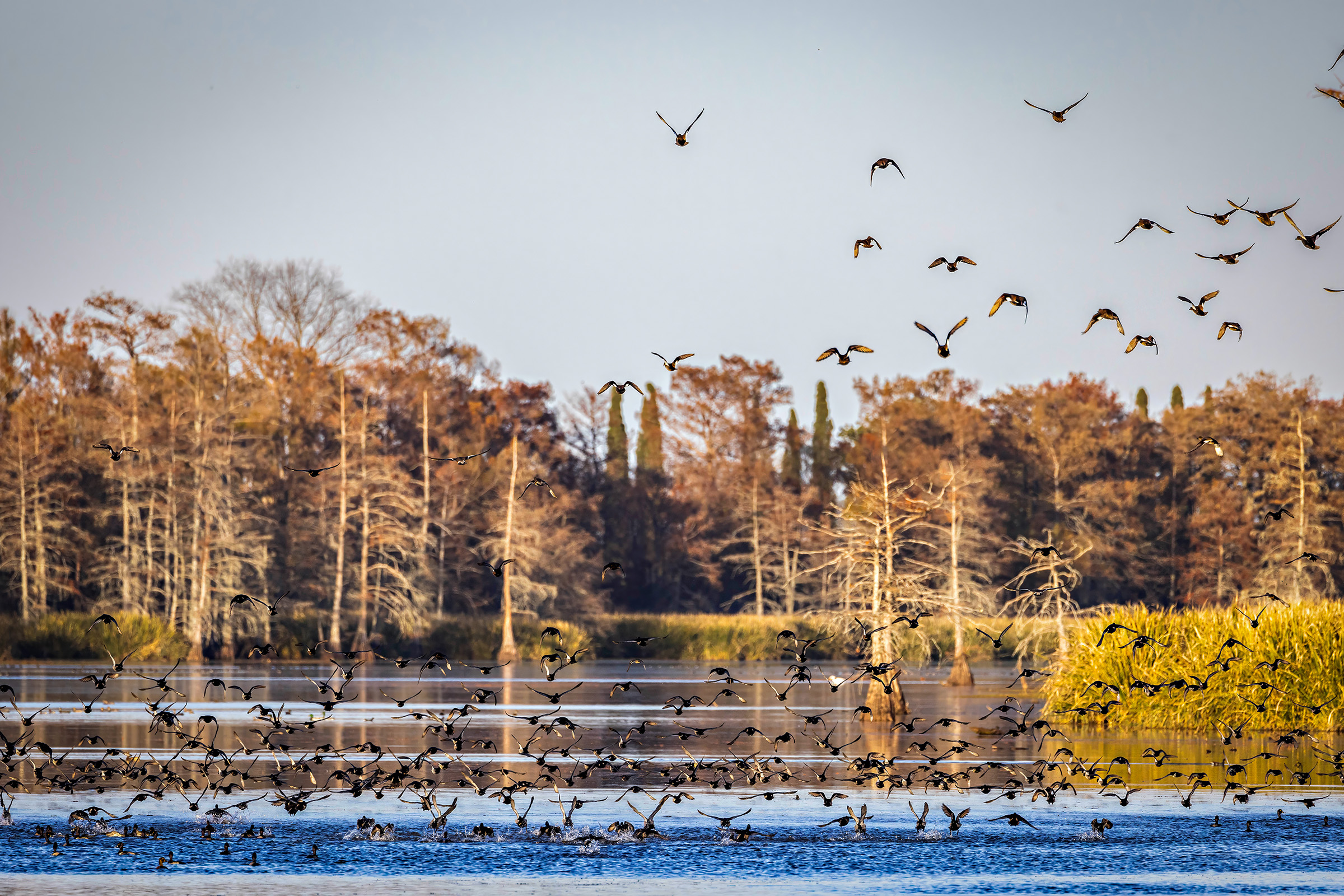 Flooded timber waterfowl