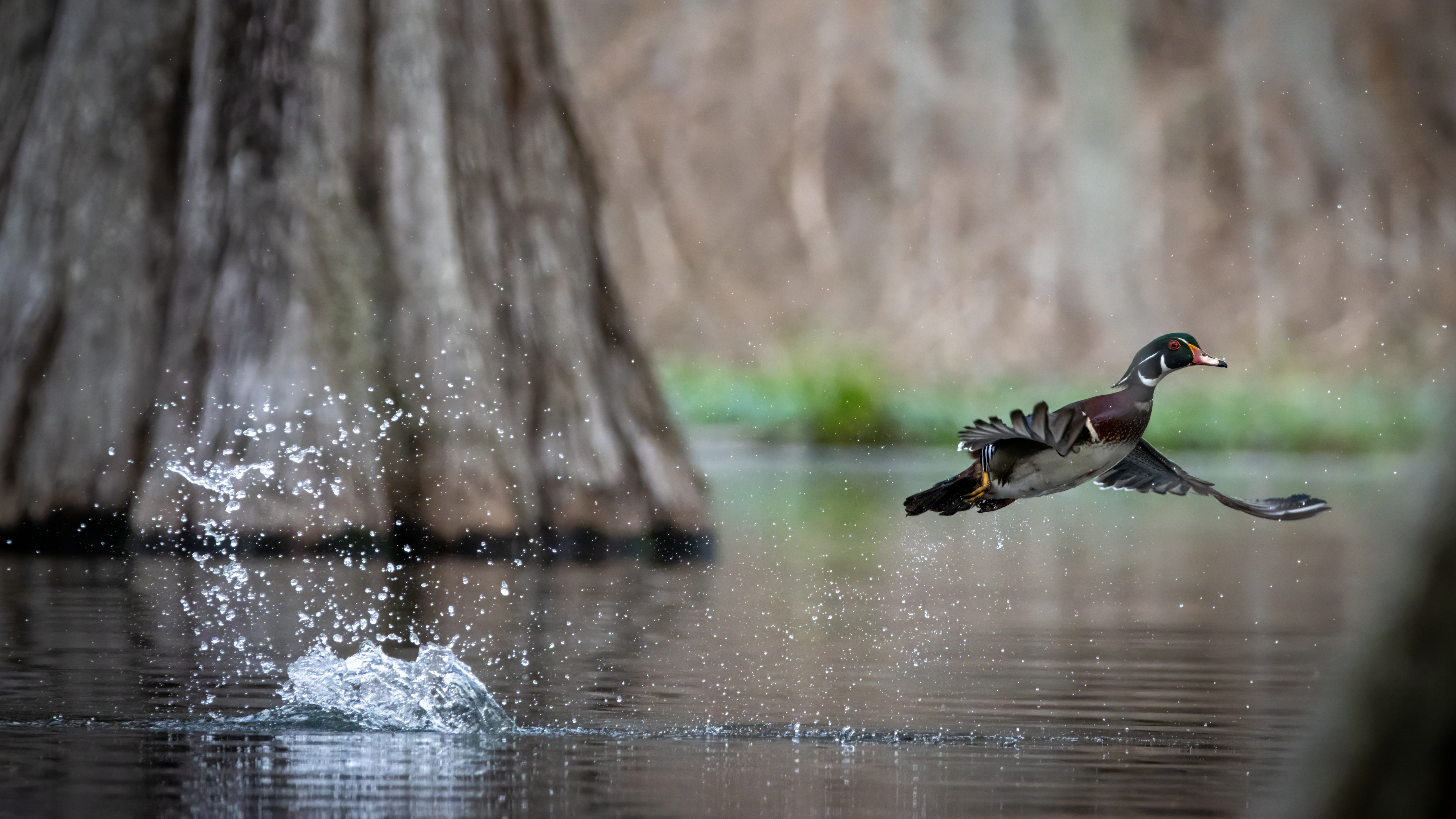 Wood duck flying off the water