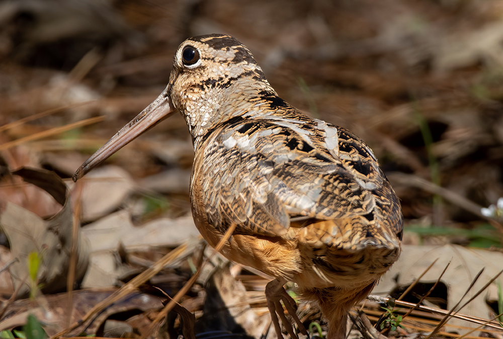 woodcock in the brush