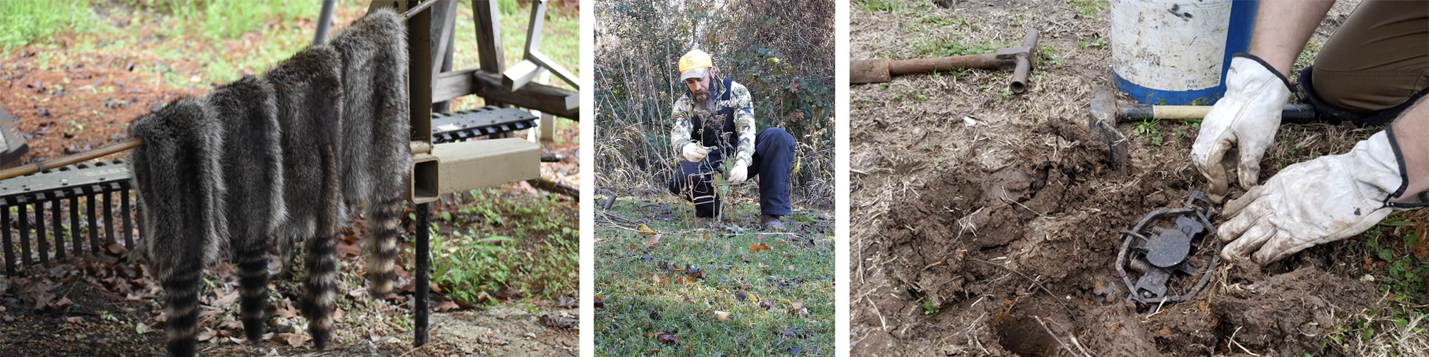 Collage of trapping images: furr pelts and trap setting