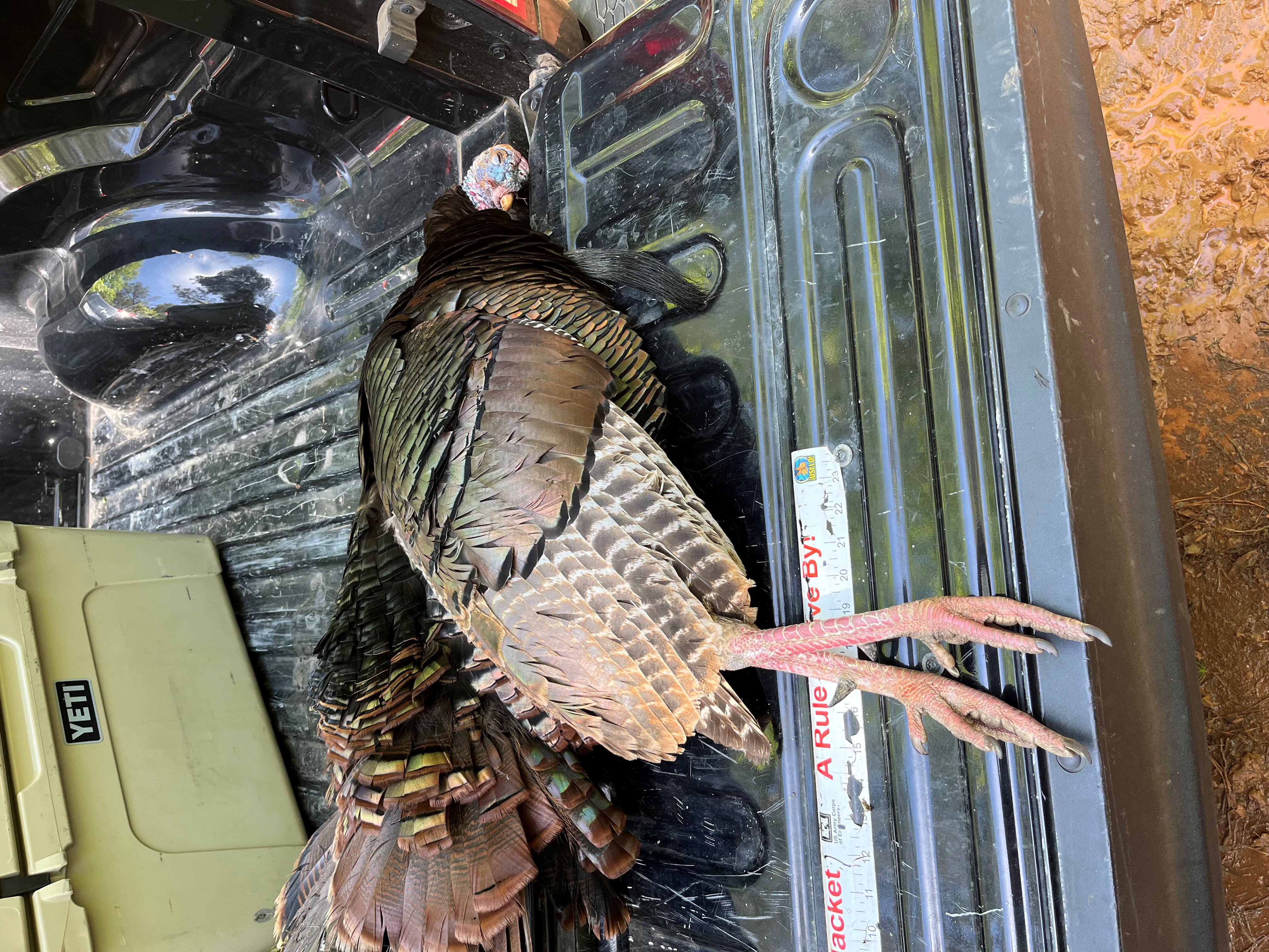 dead turkey in back of truck