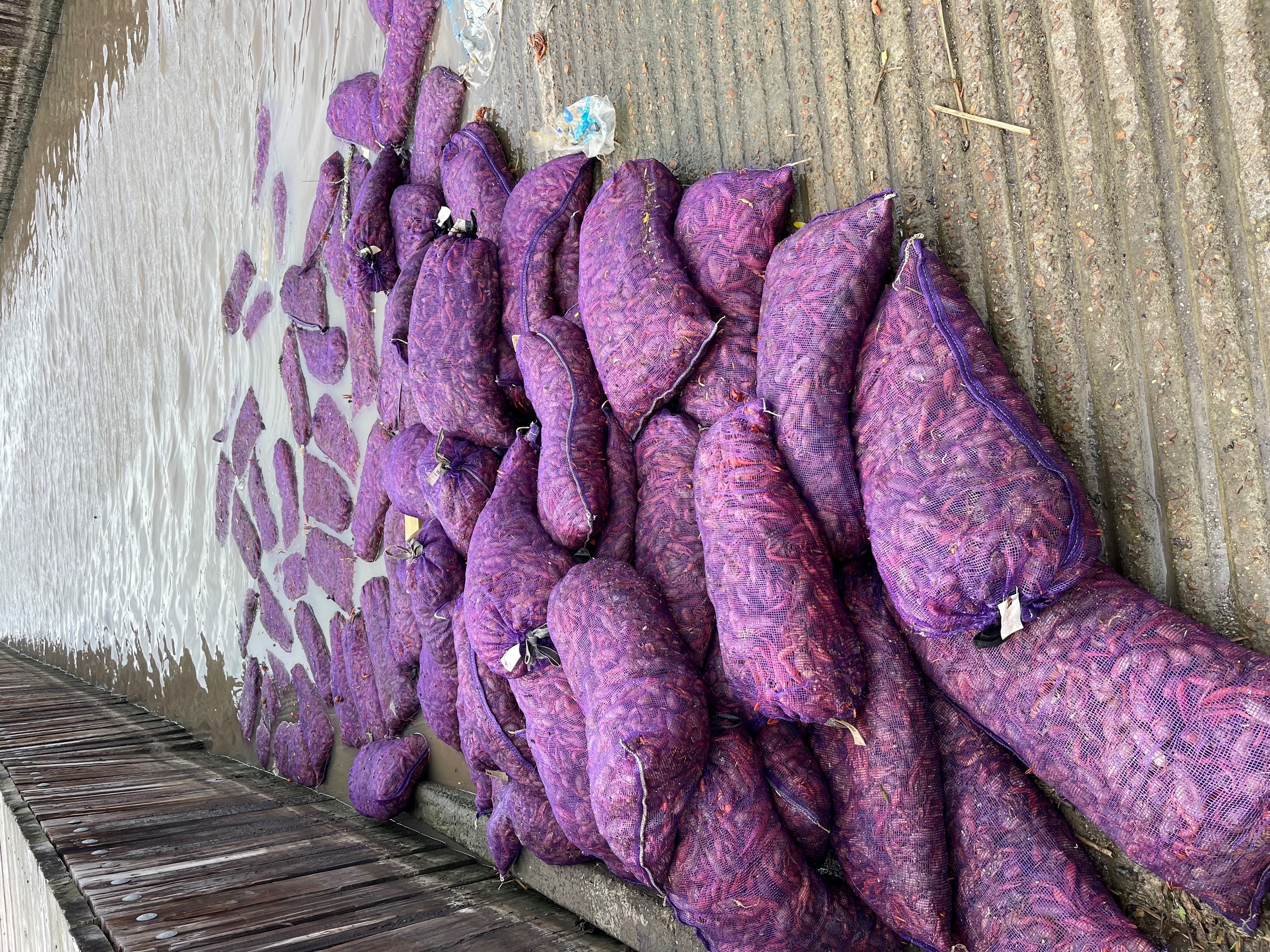 image of dumped crawfish in sacks