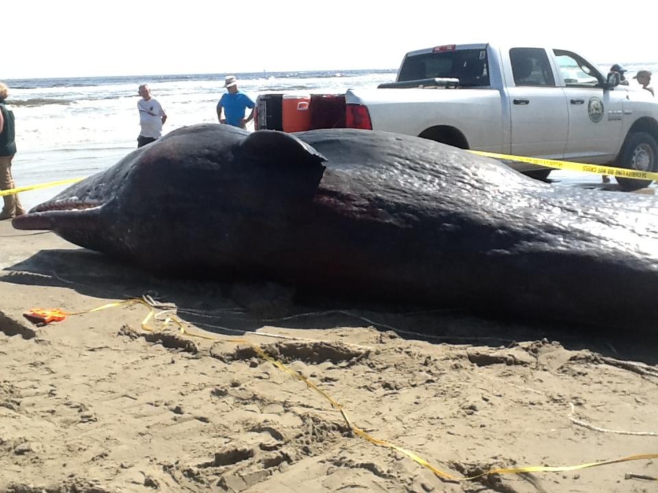 dead sperm whale on beach