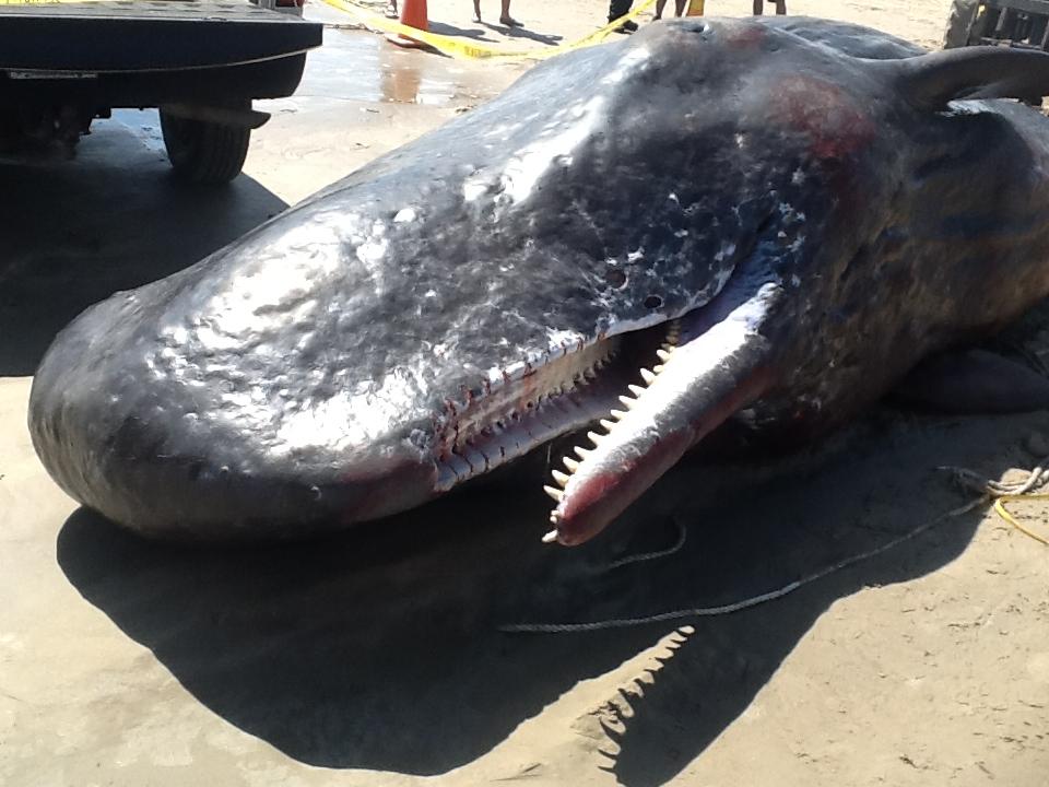 dead sperm whale on beach
