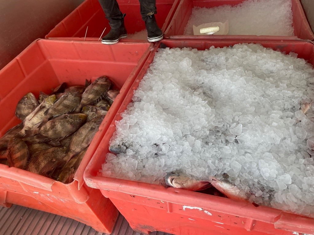 boxes of iced whole fish